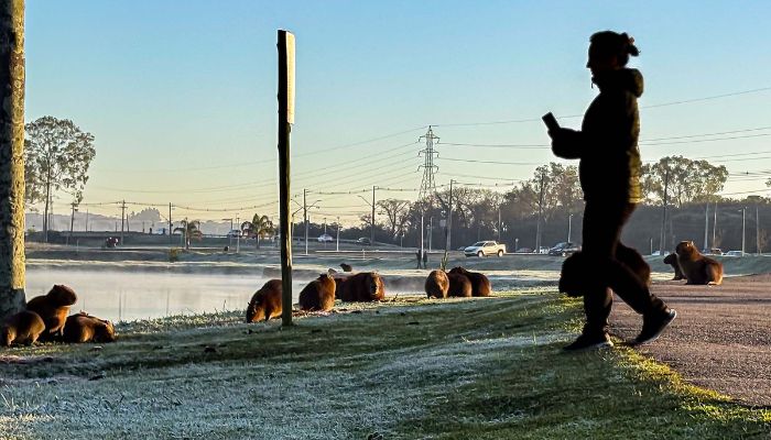  De olho no campo: Simepar e IDR-Paraná iniciam o Alerta Geada 